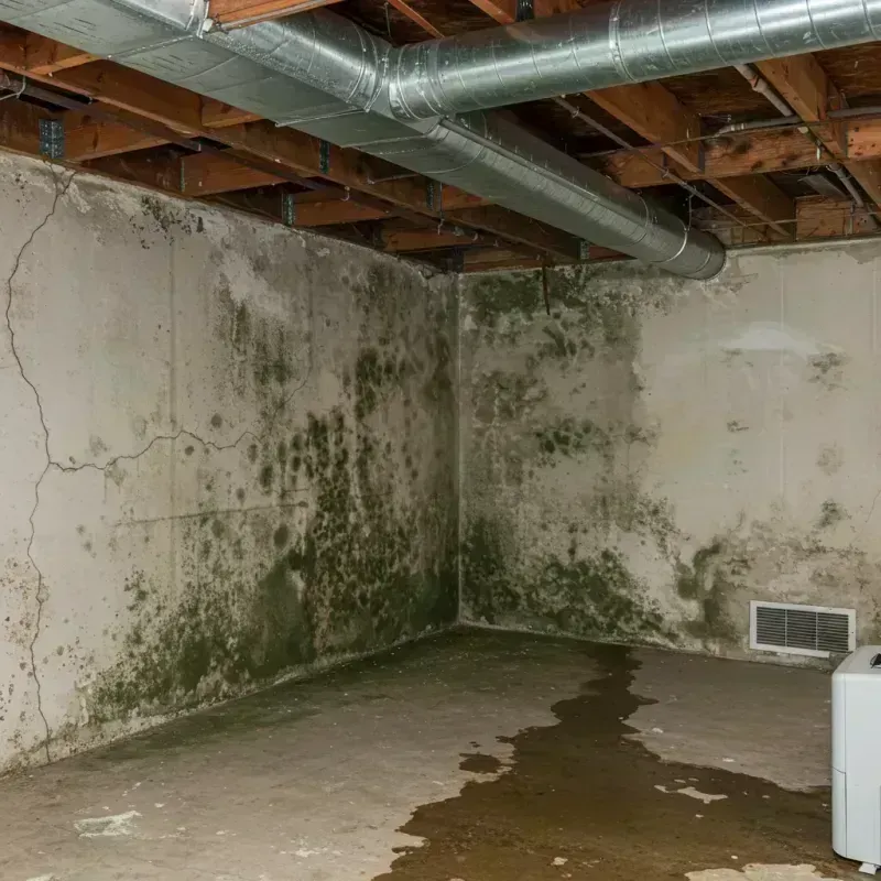 Professional Mold Removal in Montgomery County, GA